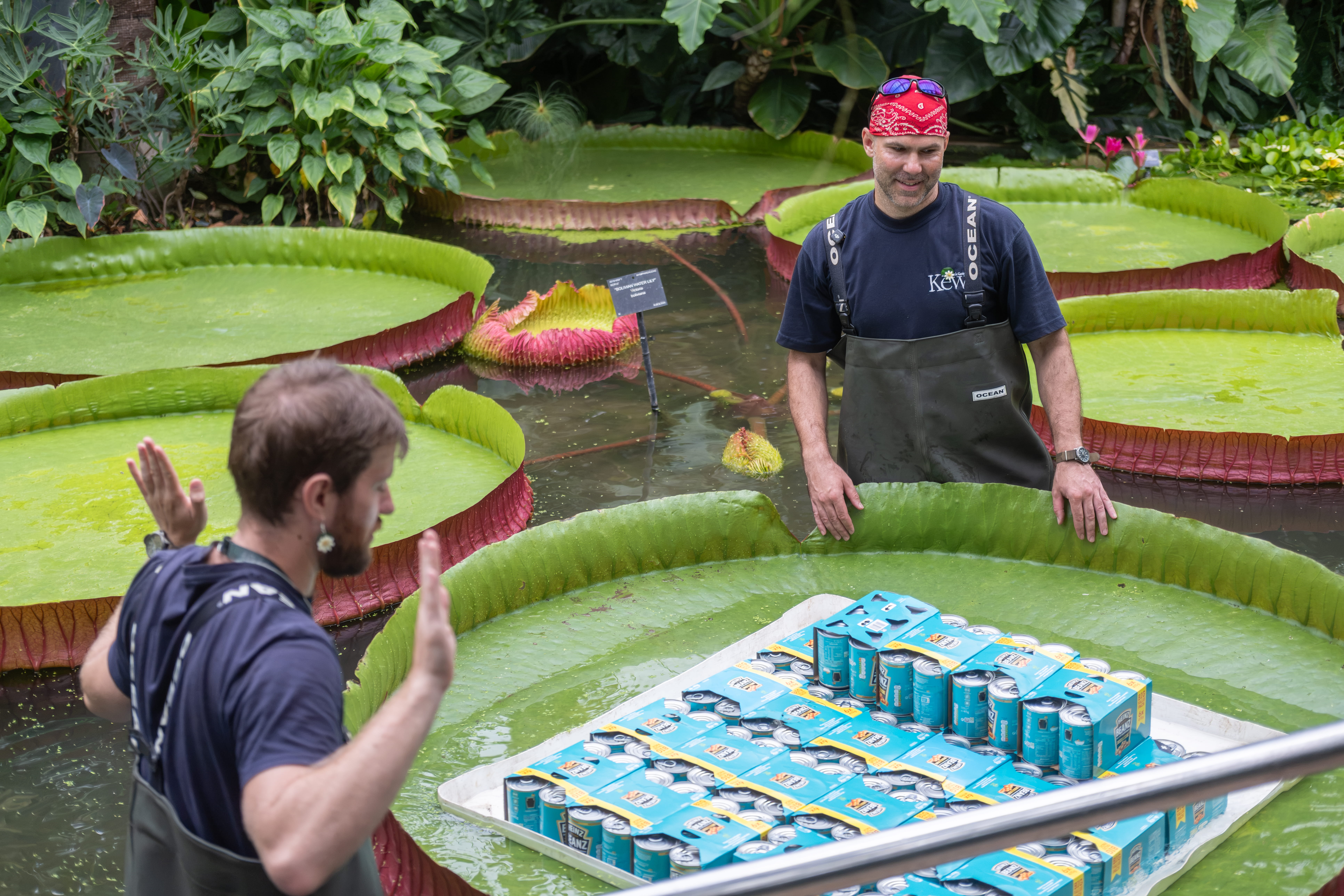 Two men stand either side of a waterlily pad with lots of baked bean tins piled up in the middle of it.